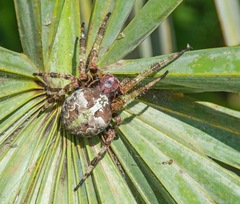 Araneus bicentenarius image