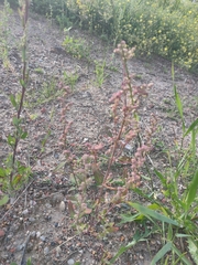 Chenopodium album pedunculare