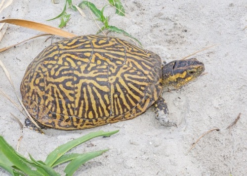 Common Box Turtle, photo 4 of 10