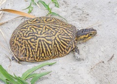 Common Box Turtle photo 4