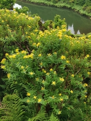 Hypericum foliosum