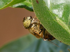 Eristalinus taeniops