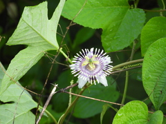 Passiflora colimensis