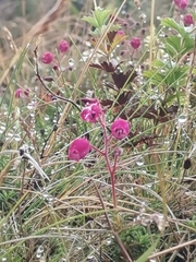 Daboecia azorica