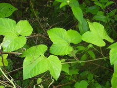 Passiflora colimensis