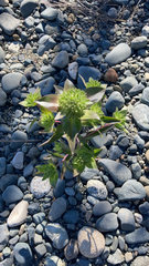 Collomia grandiflora