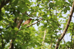 Carpodacus erythrinus