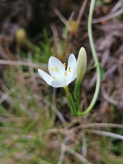 Centaurium scilloides