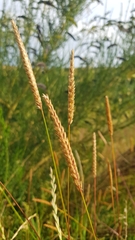 Cynosurus cristatus