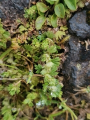 Alchemilla microcarpa