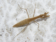 Musoniella
