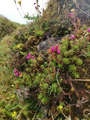 Daboecia azorica