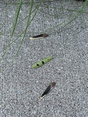 Pseudovates arizonae