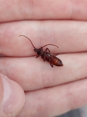 Trichoferus campestris