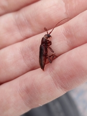 Trichoferus campestris