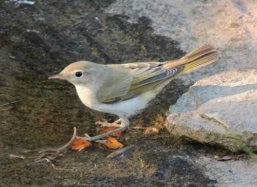 Western Bonelli's Warbler, Provincia di Pavia, Italia, photo 7 of 10