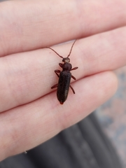 Trichoferus campestris