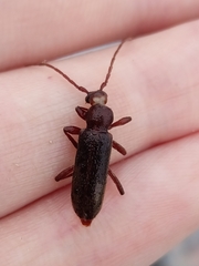 Trichoferus campestris