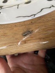 Platycryptus