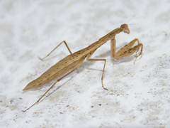 Musoniella
