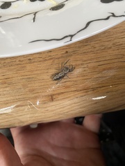 Platycryptus