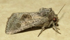 Oligia obtusa