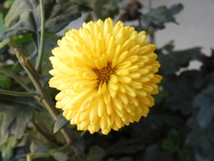 Chrysanthemum