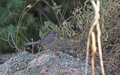 Marmora's Warbler (Curruca sarda), photo 2
