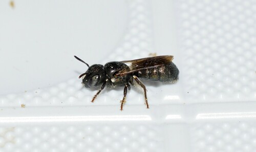 Ceratina loewi