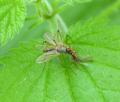 Neria commutata