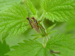 Neria commutata
