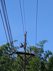 Buteo plagiatus