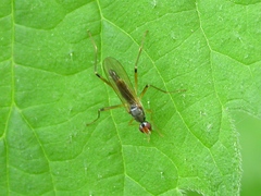 Neria commutata