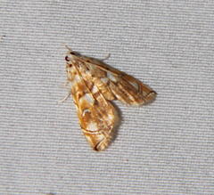 Neurophyseta