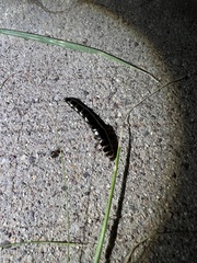 Phrixothrix