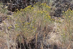 Chrysothamnus greenei