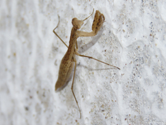 Musoniella