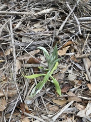 Pterocaulon virgatum