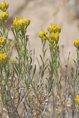 Chrysothamnus greenei