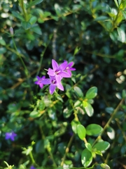 Campanula lusitanica