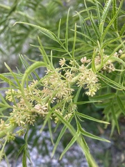 Datisca cannabina