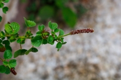 Acalypha monostachya