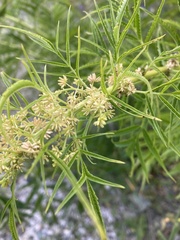 Datisca cannabina