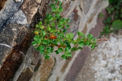 Acalypha monostachya