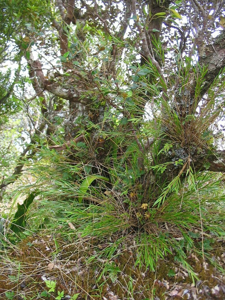 Dendrobium butinii M.Pignal & Munzinger 2