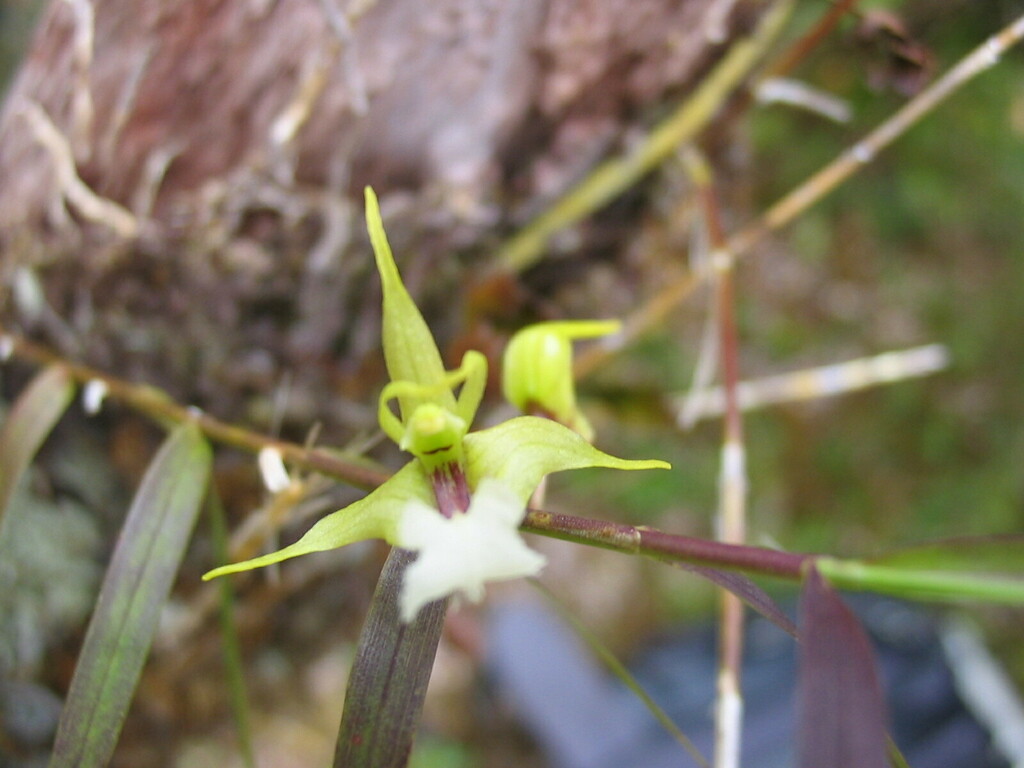 Dendrobium butinii M.Pignal & Munzinger