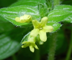 Lithospermum tuberosum