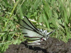 Protesilaus protesilaus