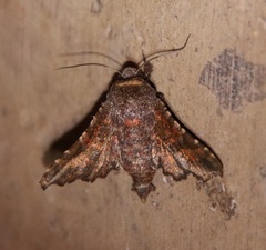 Dysodia oculatana