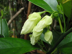 Oxera